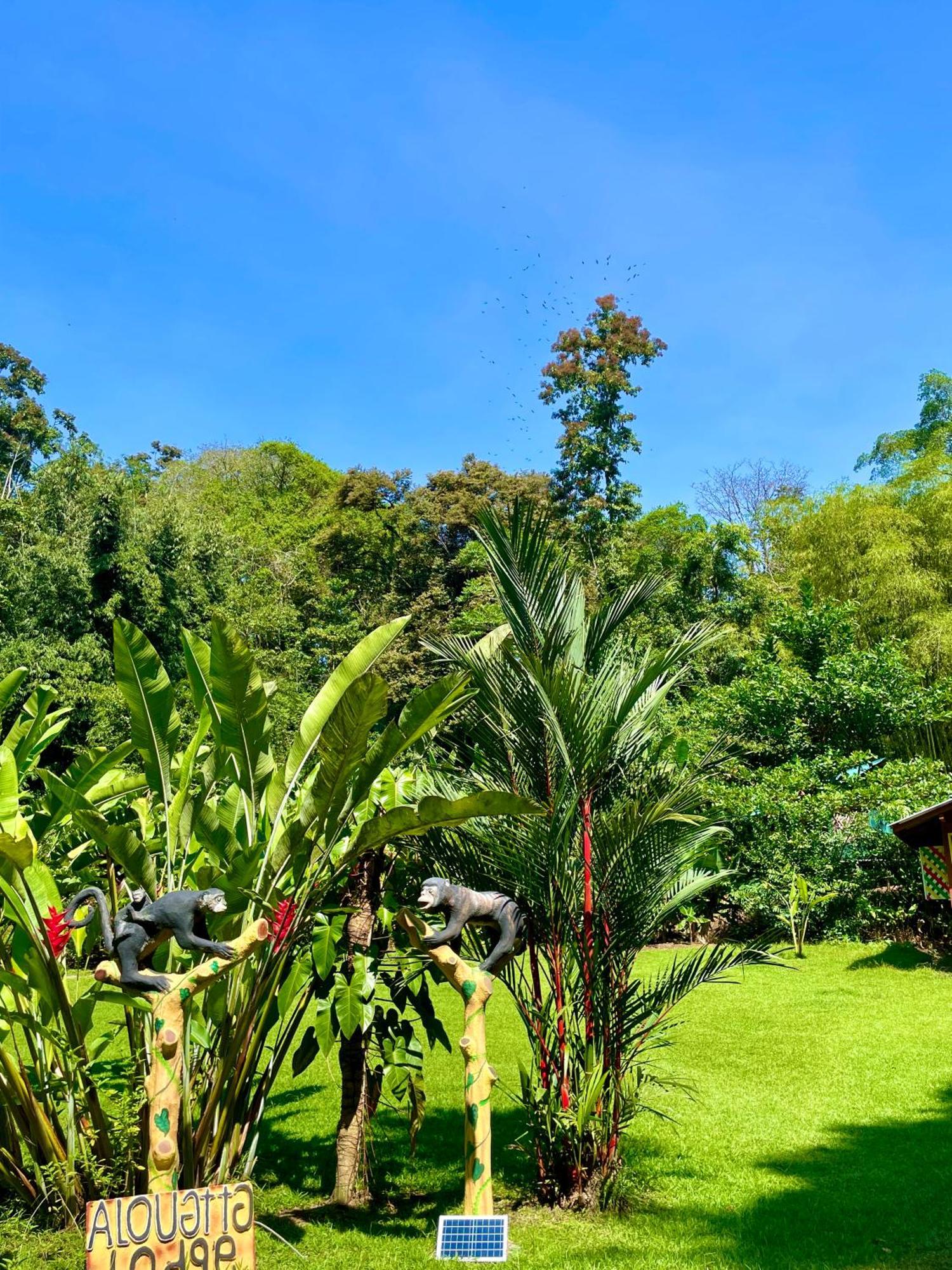 Alouatta Lodge And Canopy กาอุยตา ภายนอก รูปภาพ