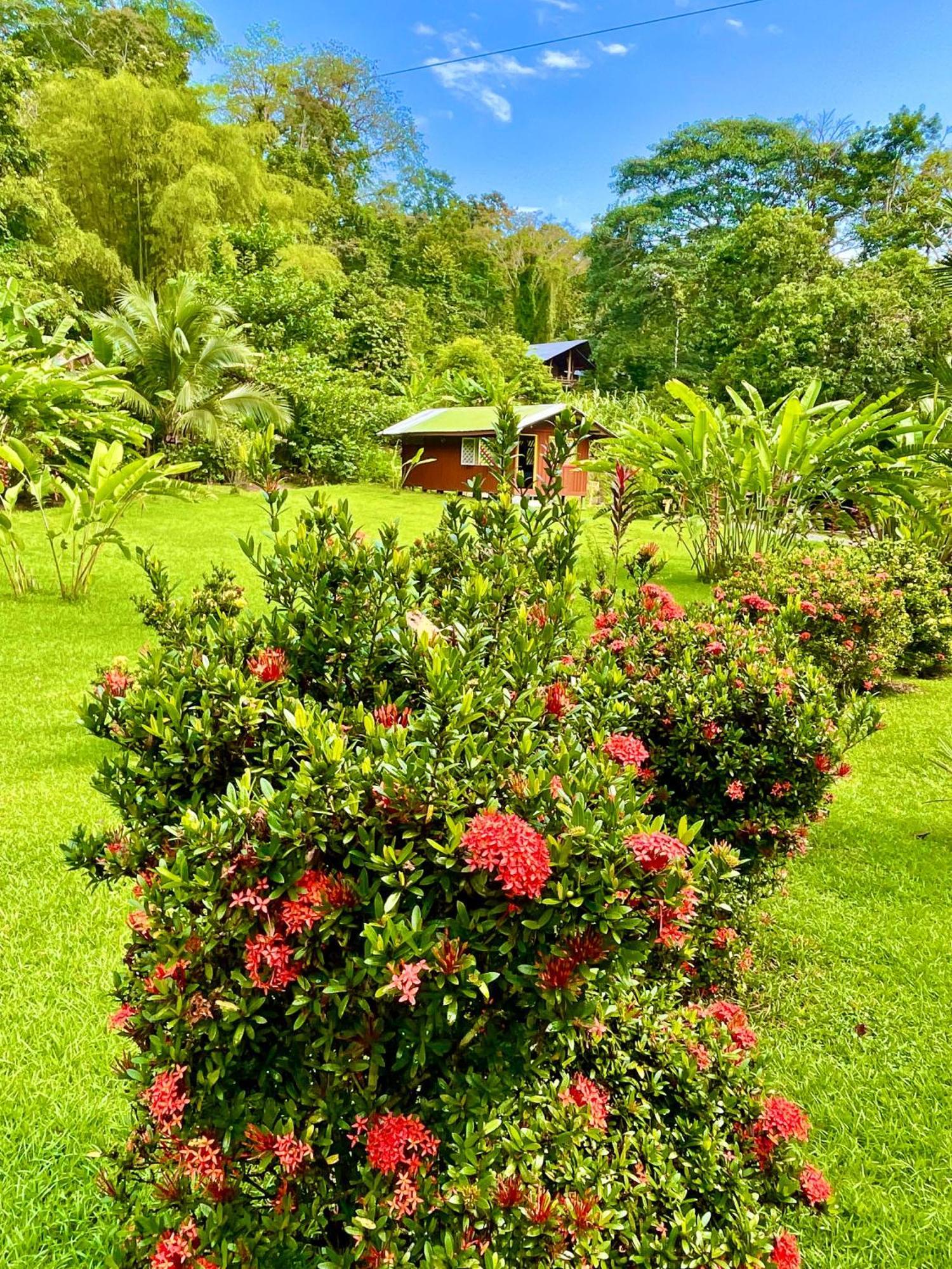 Alouatta Lodge And Canopy กาอุยตา ภายนอก รูปภาพ