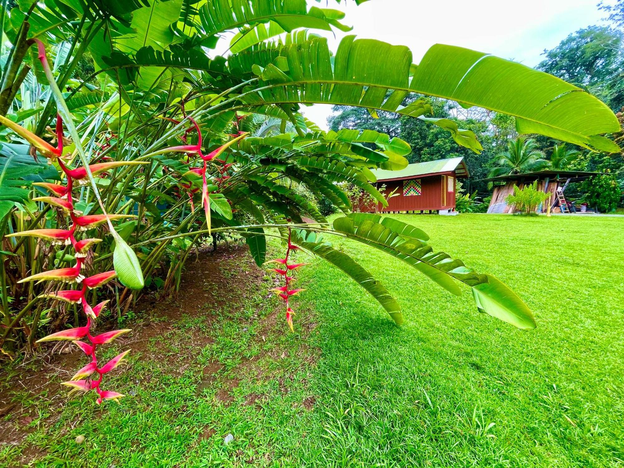 Alouatta Lodge And Canopy กาอุยตา ภายนอก รูปภาพ